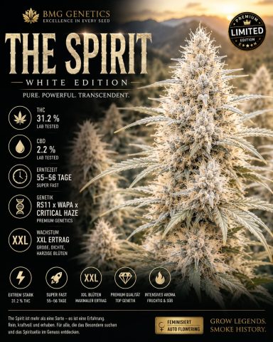 Weißer Spirit von King's Genetics, Blüte mit üppigen, weißen Trichomen und detaillierten Informationen.
